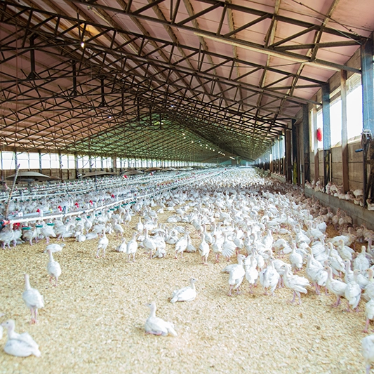 your trusted heat pump supplier 6 poultry farm